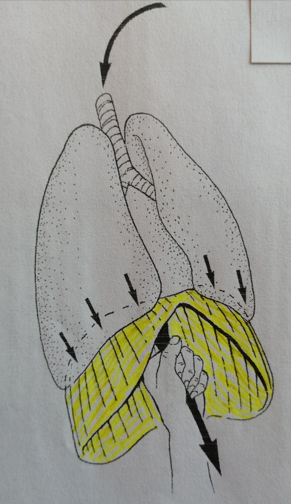 Quand j'inspire, je tire le centre tendineux (phrénique) de mon diaphragme vers le bas, mon diaphragme descend, les poumons se remplissent, mon ventre gonfle. 